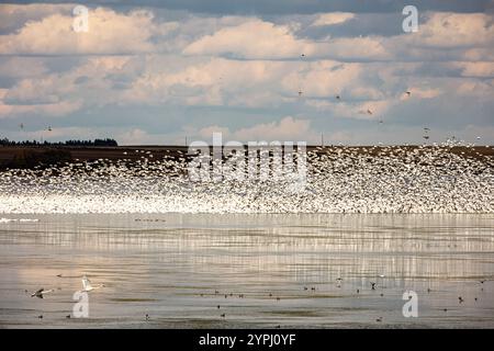 Uno stormo di uccelli che volano sopra un lago. Il cielo è nuvoloso e l'acqua è calma. Gli uccelli sono sparsi attraverso il lago, alcuni volano più vicino alla riva Foto Stock