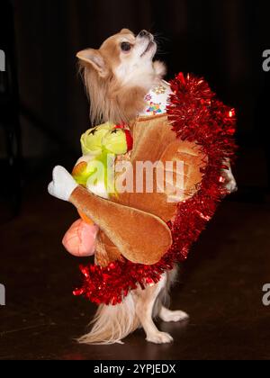 Newton Longville, Bucks, Regno Unito, 30 novembre 2024 cane Chihuahua vestito da tacchino di Natale per una gara di abiti di lusso sue Thatcher/Alamy Live News Foto Stock