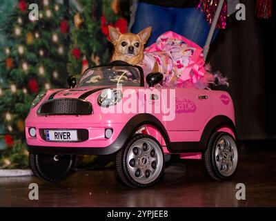 Newton Longville, Bucks, Regno Unito, 30 novembre 2024 Tinkerbelle il Chihuahua arriva con la sua auto sue Thatcher/Alamy Live News Foto Stock