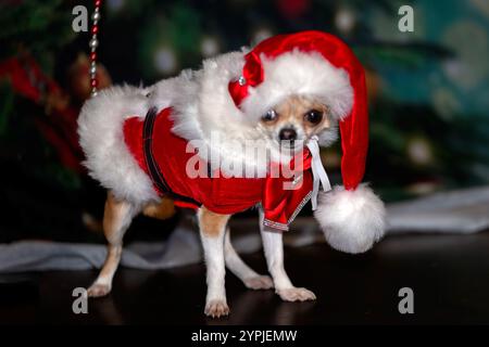 Newton Longville, Bucks, Regno Unito, 30 novembre 2024 Santa Chihuahua sue Thatcher/Alamy Live News Foto Stock