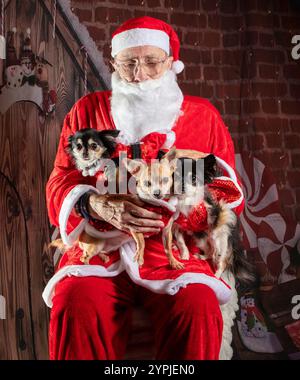 Newton Longville, Bucks, Regno Unito, 30 novembre 2024 il Chihuahuas ha incontrato Santa sue Thatcher/Alamy Live News Foto Stock