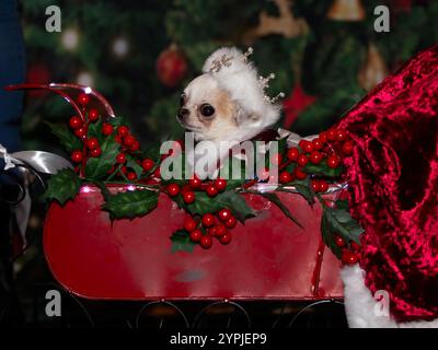 Newton Longville, Bucks, Regno Unito, 30 novembre 2024. Missy la Chihuahua nella sua slitta di Natale. Missi è di proprietà di Abi Deakin di Tamworth, ha 8 anni e pesa solo 900 grammi. Sue Thatcher/Alamy Live News Foto Stock