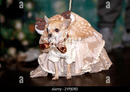 Newton Longville, Bucks, Regno Unito, 30 novembre 2024 Chihuahua in abito elegante sue Thatcher/Alamy Live News Foto Stock