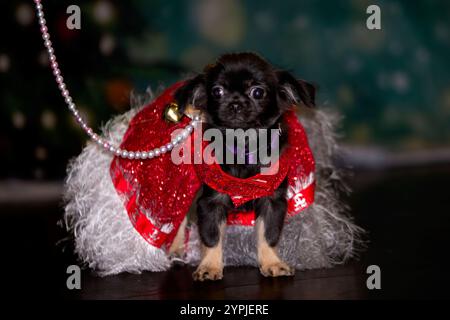 Newton Longville, Bucks, Regno Unito, 30 novembre 2024 Chihuahua in abito elegante sue Thatcher/Alamy Live News Foto Stock