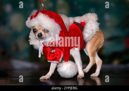 Newton Longville, Bucks, Regno Unito, 30 novembre 2024 Chihuahua in abito elegante sue Thatcher/Alamy Live News Foto Stock