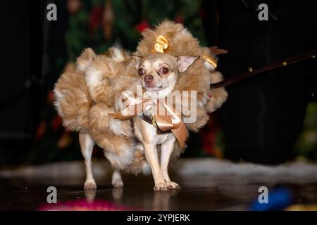 Newton Longville, Bucks, Regno Unito, 30 novembre 2024 Chihuahua in abito elegante sue Thatcher/Alamy Live News Foto Stock