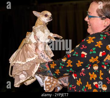 Newton Longville, Bucks, Regno Unito, 30 novembre 2024 Chihuahua in abito elegante sue Thatcher/Alamy Live News Foto Stock