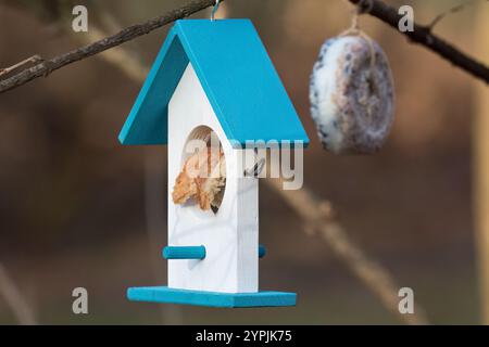 Un alimentatore per uccelli bianco e blu a forma di casa, con un pezzo di pane. Nelle profondità, una ciambella con semi grassi e noci. Dar da mangiare agli uccelli in inverno Foto Stock