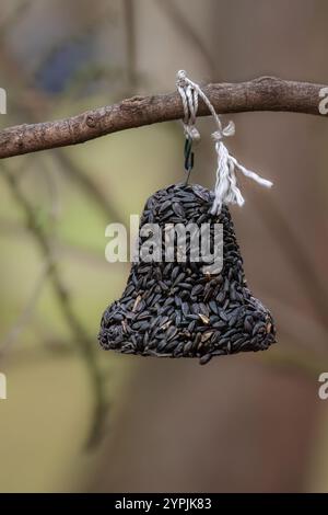 Cibo per uccelli, semi di girasole sotto forma di campana, appesi su un ramo d'albero. Alimentatore per uccelli. Dar da mangiare agli uccelli in inverno. Polonia Foto Stock