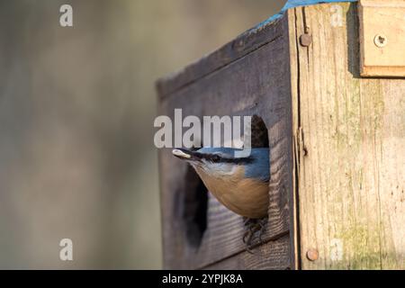 Nuthatch eurasiatico/nuthatch di legno (Sitta europaea) che lascia una casa per uccelli/mangiatoia con semi di girasole nel becco. Dar da mangiare agli uccelli in inverno. Copia spazio Foto Stock