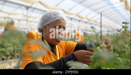 Primo piano di una lavoratrice che raccoglie mirtilli in una fattoria di mirtilli Foto Stock