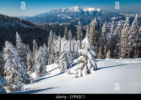 Splendido paesaggio invernale con pini innevati e foresta sul pendio. Vista delle montagne di Piatra Craiului dalla stazione sciistica di Poiana Brasov, Carpathi Foto Stock