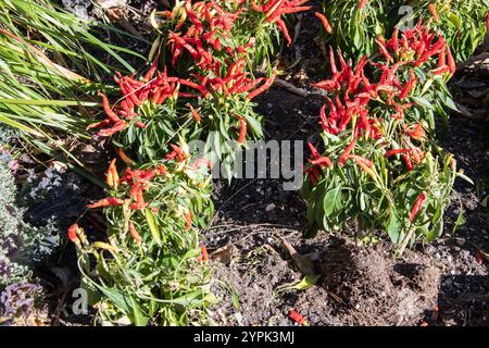 Sangria piante ornamentali di pepe rosso in un giardino sul Bremner Boulevard nel centro di Toronto, Ontario, Canada Foto Stock