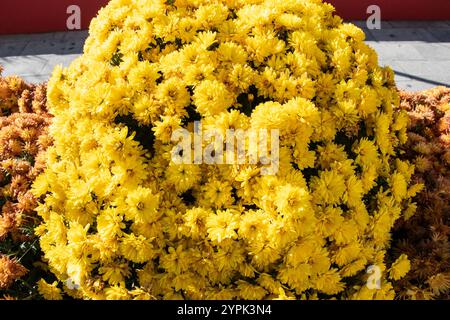 Fiori di crisantemo con cuscini arancioni e gialli in un giardino sul Bremner Boulevard nel centro di Toronto, Ontario, Canada Foto Stock