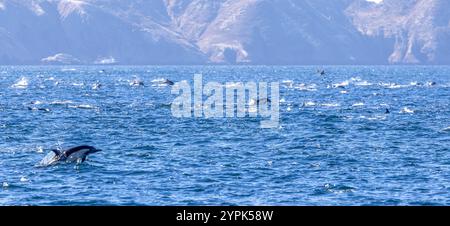 Delfini giocosi che nuotano nell'oceano vicino alle Isole del Canale, Oxnard, California Foto Stock