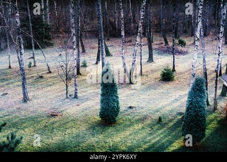 Tranquillo scenario di una foresta di betulle immersa nella nebbia, circondata da maestosi 35 mm Foto Stock