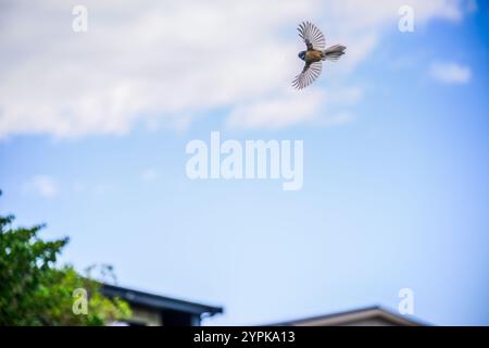 Un bellissimo uccello a coda di fango che vola con le ali spalancate e che si nutre di piccoli insetti sopra le case. Foto Stock