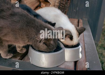 Dare da mangiare a tre gatti senzatetto. Gatti randagi che mangiano dalla ciotola. Mangiare animali domestici. Adorabili gatti randagi sul portico. Gattino da pranzo. Animali soffici. Gatti affamati. Foto Stock