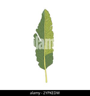 Foglie di banana tropicale disegnate a mano. Illustrazione vettoriale Illustrazione Vettoriale