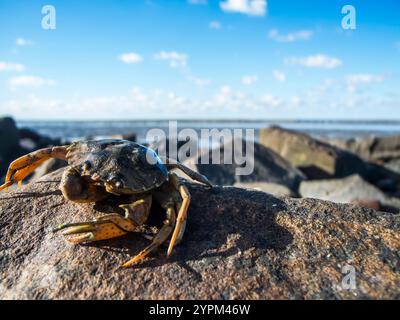 Vista grandangolare di un granchio comune senza vita (lat: Carcinus maenas) su una roccia sulla costa del Mare del Nord di fronte a un cielo azzurro soleggiato. Foto Stock