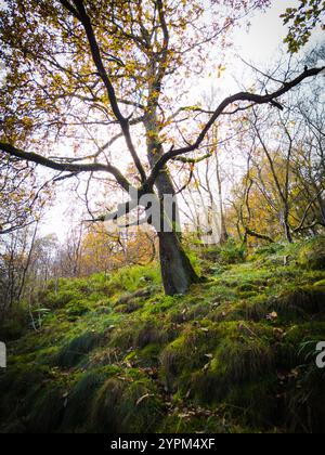 Albero maestoso con rami estesi e fogliame autunnale in una foresta lussureggiante Foto Stock