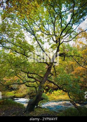 Albero maestoso con rami estesi e fogliame autunnale in una foresta lussureggiante Foto Stock