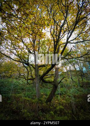 Albero maestoso con rami estesi e fogliame autunnale in una foresta lussureggiante Foto Stock