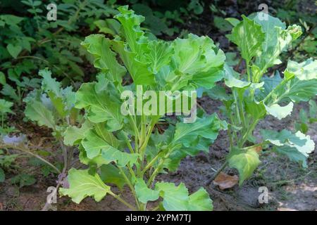 Le piantagioni decorative di cavolo sono piantate nel giardino del villaggio. Cavolo verde in crescita nel giardino di cottage. Giornata di sole. Foto Stock