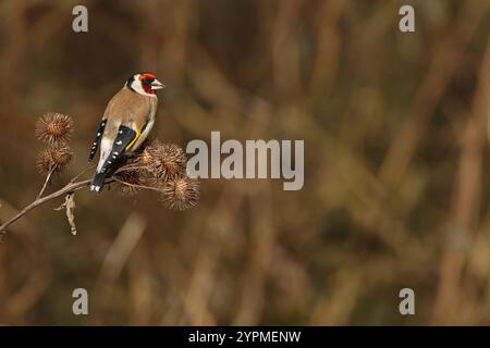 Goldfinch europeo per adulti (Carduelis carduelis ssp. cardueli) appollaiati su un cocklebur Foto Stock