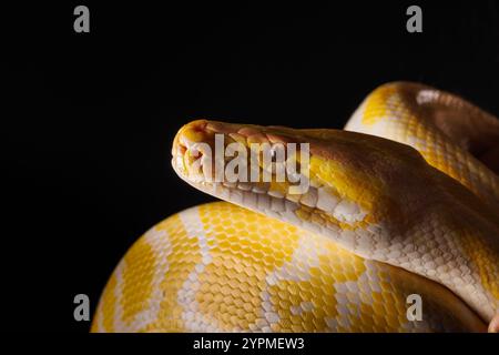 Primo piano di un pitone giallo su uno sfondo nero che mostra le sue squame dai colori vivaci, il serpente albero, la pelle di serpente Foto Stock