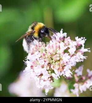 BOMBUS BOHEMICUS noto anche come bumplebee del cucù dello zingaro Foto Stock