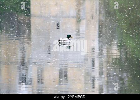 Un'anatra in uno stagno all'interno di increspature e acque riflettenti. Foto Stock