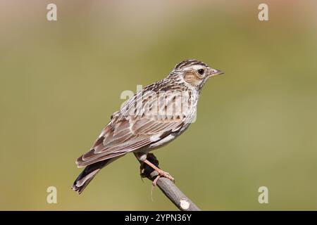 Larice d'albero con il nome scientifico di (Lullula arborea). Questa larice spesso si trova sugli alberi, a differenza di altre specie di larici, che usano il terreno Foto Stock