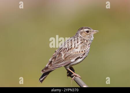 Larice d'albero con il nome scientifico di (Lullula arborea). Questa larice spesso si trova sugli alberi, a differenza di altre specie di larici, che usano il terreno Foto Stock