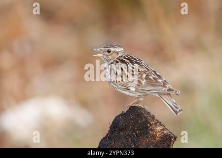 Larice d'albero con il nome scientifico di (Lullula arborea). Questa larice spesso si trova sugli alberi, a differenza di altre specie di larici, che usano il terreno Foto Stock