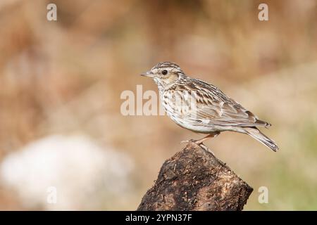 Larice d'albero con il nome scientifico di (Lullula arborea). Questa larice spesso si trova sugli alberi, a differenza di altre specie di larici, che usano il terreno Foto Stock