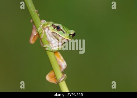 Rana albero europea (Hyla arborea), nota anche come rana albero. Può essere visto nei giorni umidi e nuvolosi Foto Stock