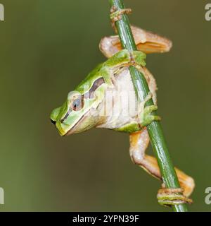 Rana albero europea (Hyla arborea), nota anche come rana albero. Può essere visto nei giorni umidi e nuvolosi Foto Stock