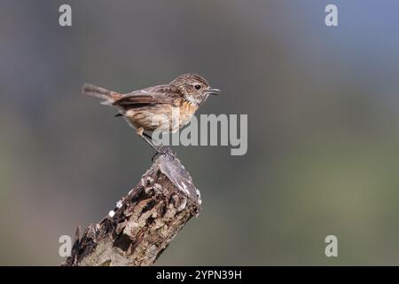 Stonechat con il nome comune di (Saxicola rubicola). Uccello giovanile arroccato sulla sommità di un tronco di albero. Foto Stock