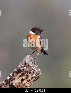 Stonechat con il nome comune di (Saxicola rubicola). Uccello con la testa nera e la schiena rossa appollaiata sopra un bastone. Foto Stock