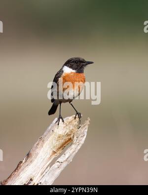 Stonechat con il nome comune di (Saxicola rubicola). Uccello con la testa nera e la schiena rossa appollaiata sopra un bastone. Foto Stock