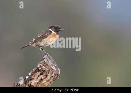 Stonechat con il nome comune di (Saxicola rubicola). Uccello con la testa nera e la schiena rossa appollaiata sopra un bastone. Foto Stock