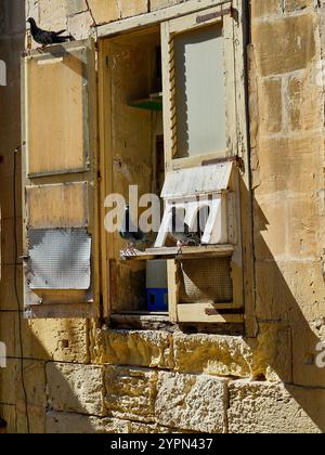 Piccioni in una casa per uccelli nella città vecchia di la Valletta Foto Stock