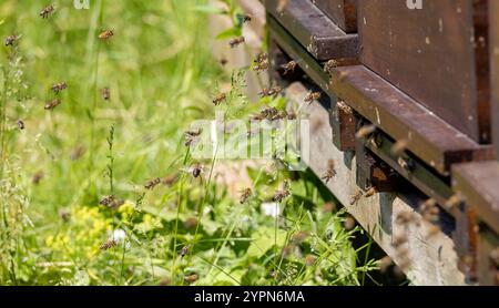 Si alza in un apiario con le api che volano verso i pianerottoli Foto Stock