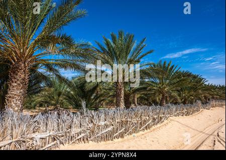 Date Palm Oasis vicino alla città di Douz, Tunisia. Foto Stock