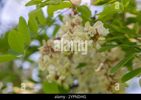 Primo piano sui fiori di Robinia pseudoacacia. L'Acacia fiorisce in primavera. I fiori si diramano con uno sfondo verde. Fioritura abbondante. Fonte di ne Foto Stock