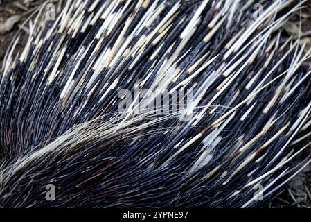 Dettaglio degli aghi di un porcospino Foto Stock