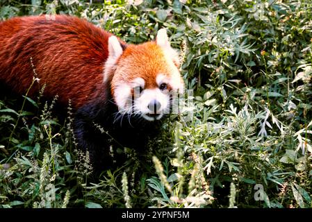 Red Panda a terra Foto Stock