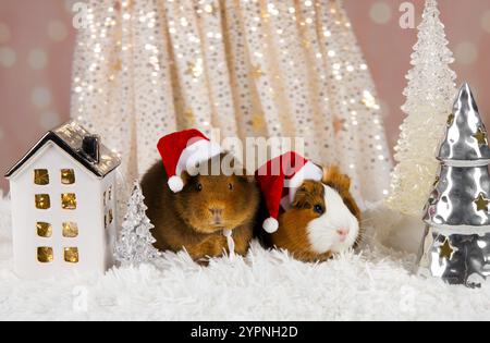 Due simpatici porcellini d'India Cavia sullo sfondo natalizio, che indossano cappelli natalizi. Sfondo festivo chiaro, foto in studio al chiuso. Foto Stock