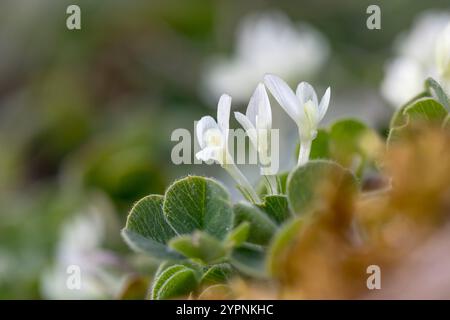 Trifoglio sotterraneo; Trifolium subterraneum; fioritura; Regno Unito Foto Stock
